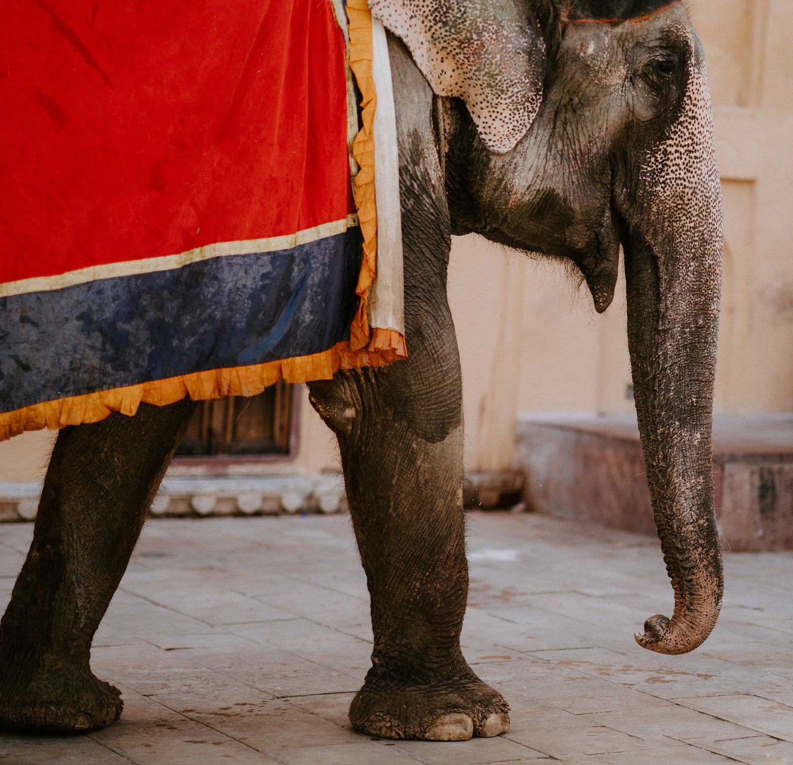 Elephants in Thailand 'Broken' for Lucrative Animal Tourism