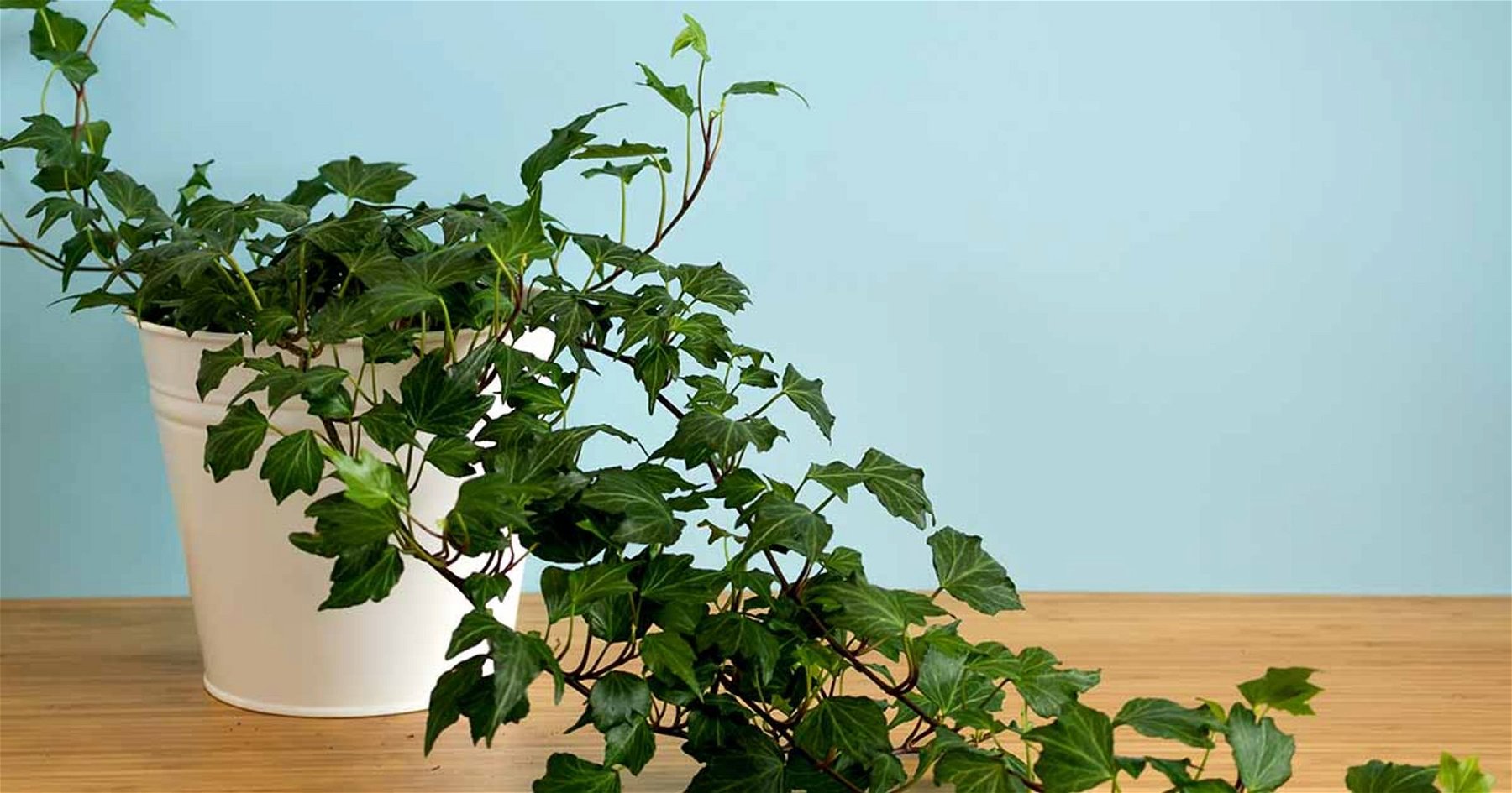 Best Easy Care Plants for your Home Yoga Space — Alo Moves