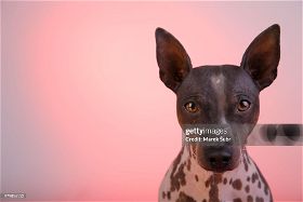 Do American Hairless Terriers Shed?