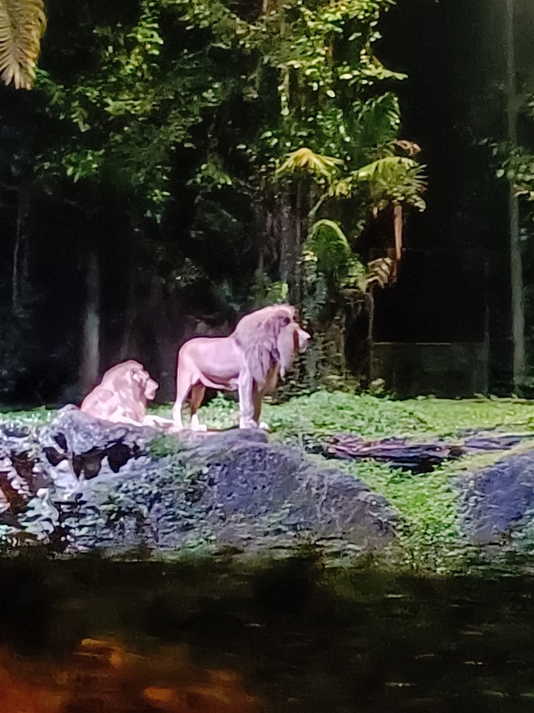 Night Safari - An amazing experience!