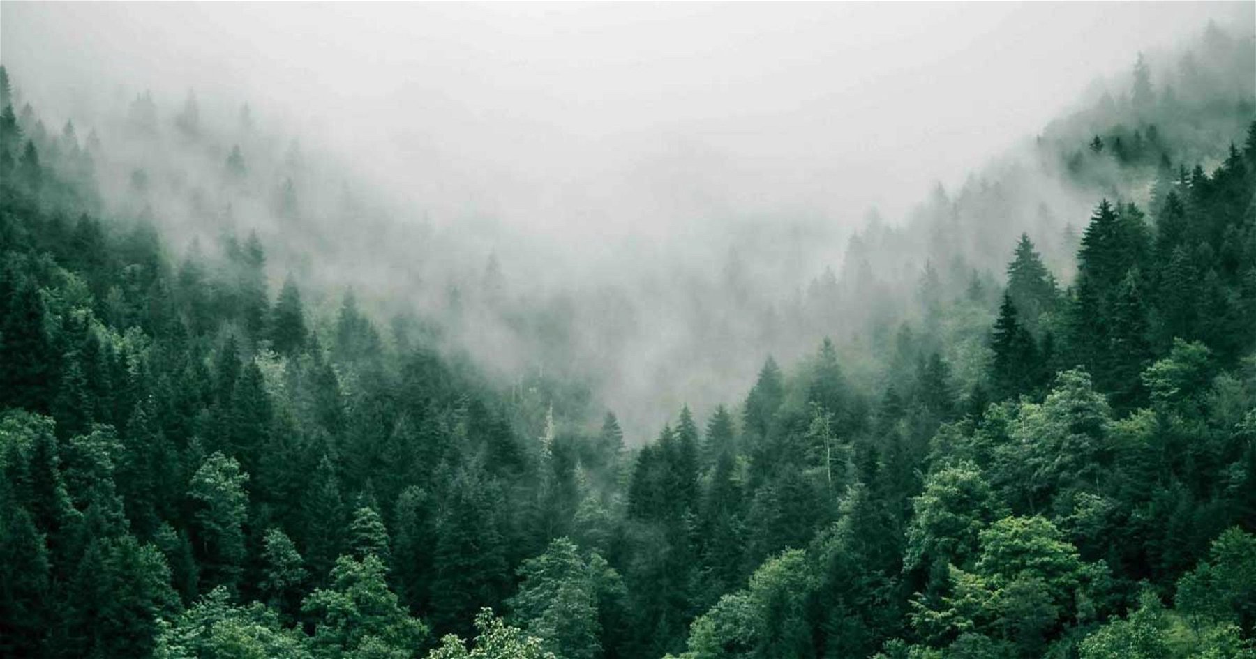 Les arbres et les forêts sont nos meilleurs puits de carbone