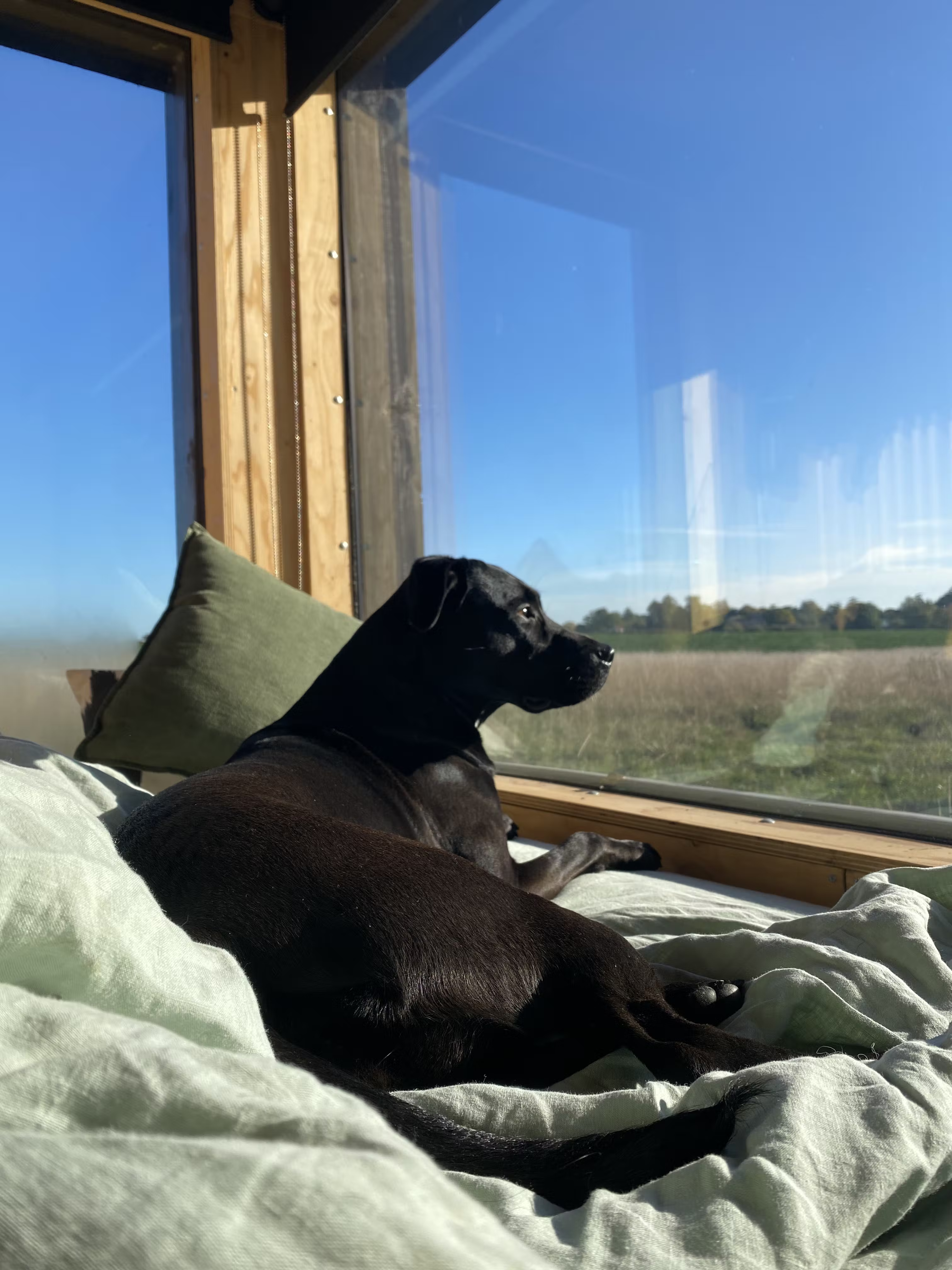 Aqua’s dog enjoying the views 