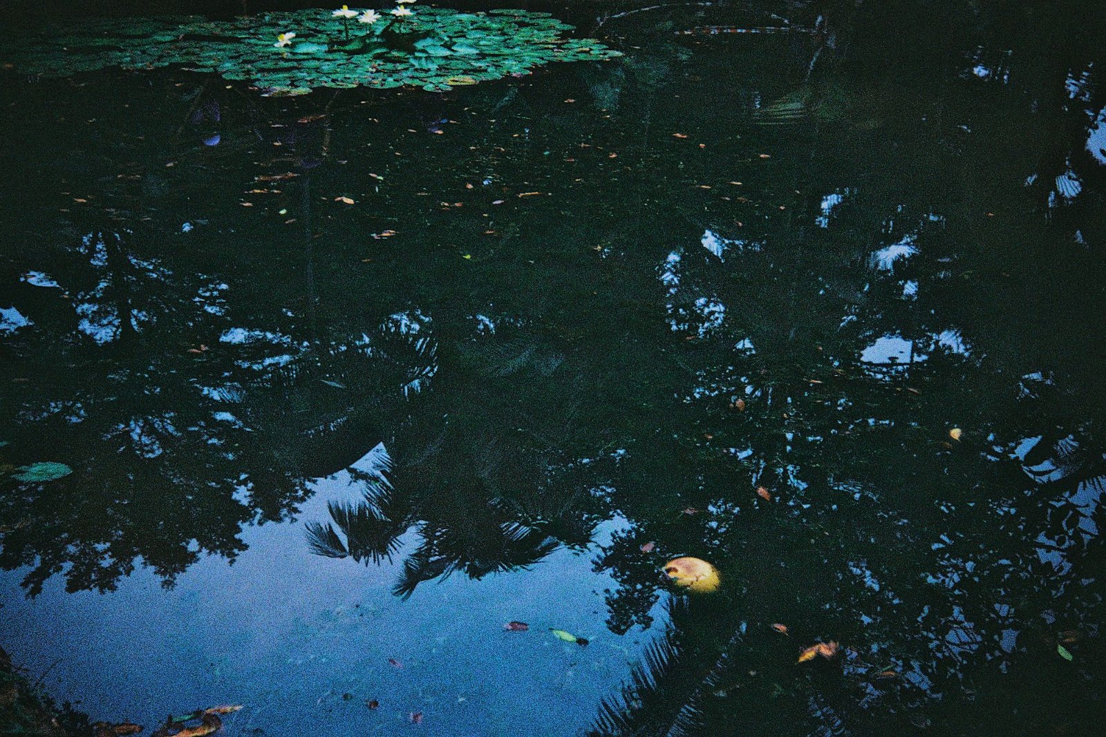 Film photo by me, taken sometime last year at a local park. But only recently developed it in Q2. 
(Fujica MF, Kodak Ultramax 400)