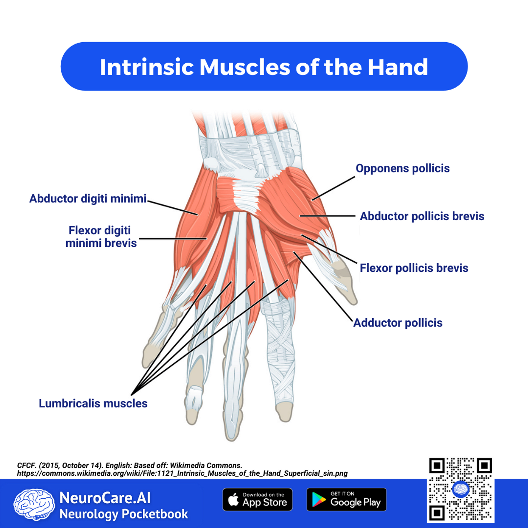 CFCF. (2015, October 14). English: Based off: Wikimedia Commons. https://commons.wikimedia.org/wiki/File:1121_Intrinsic_Muscles_of_the_Hand_Superficial_sin.png ‌
