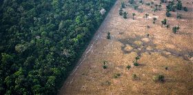 Agir avec Green-Got : protéger la forêt amazonienne