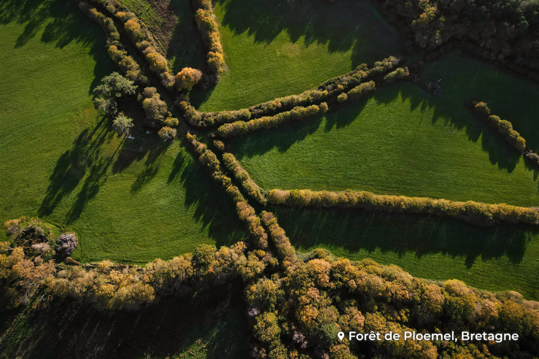 Agir avec Green-Got : Boiser une forêt à Ploemel en Bretagne