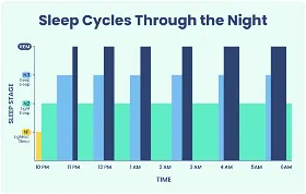 The Different Stages of Sleep (c. Sleep Foundation)