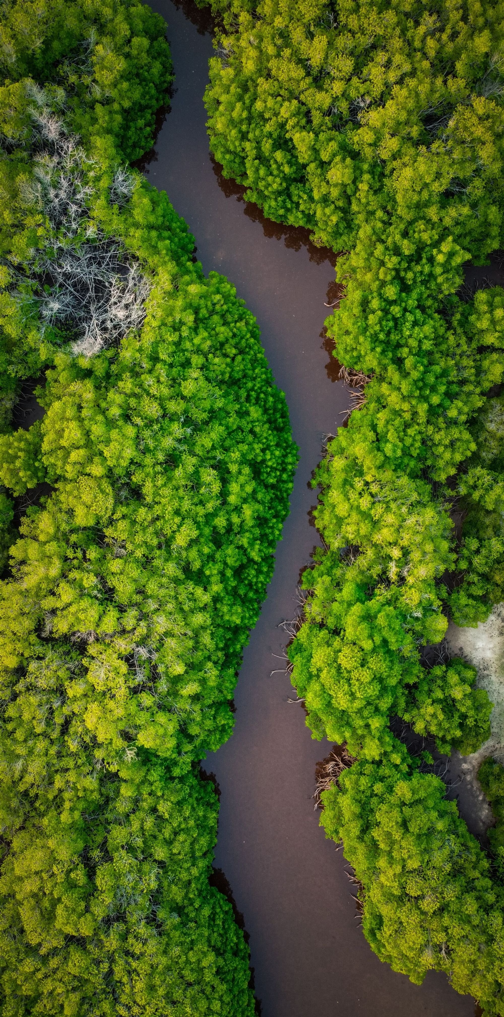 Agir avec Green-Got : Restaurer la mangrove en Indonésie