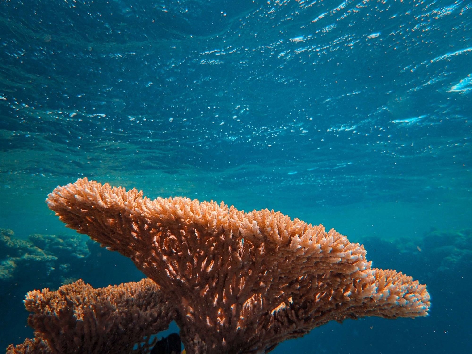 Agir avec Green-Got : Restaurer les récifs coralliens en Indonésie et en Espagne