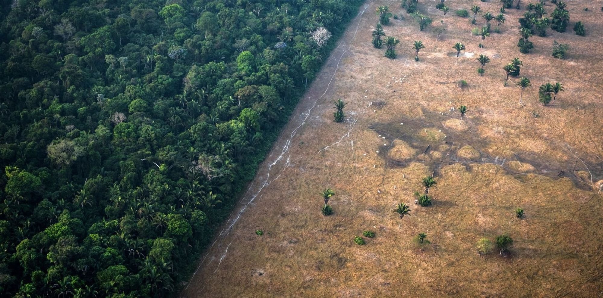 La protection de la forêt amazonienne au Brésil – Green Got