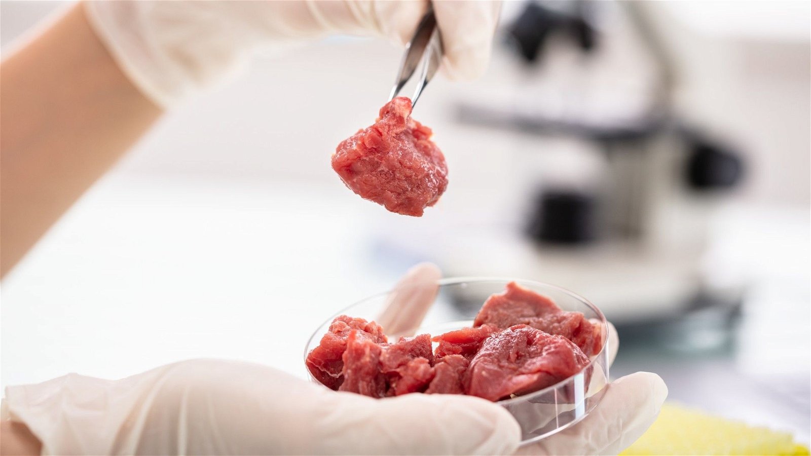 Lab-grown meat: the new trend