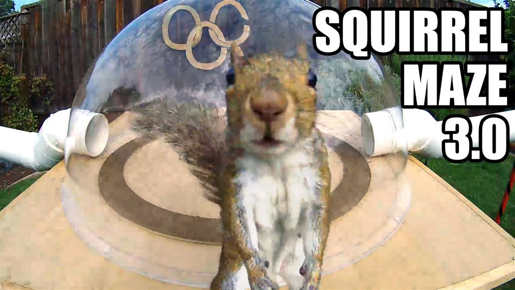 Backyard Squirrelympics 3.0- The Summer Games